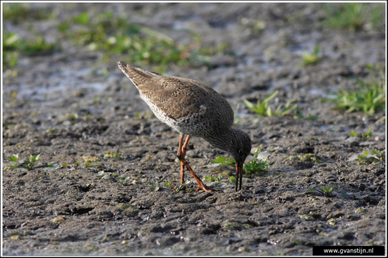 Vogels01 Tureluur<br>Vogelweidegebied Zeevang 010_0284.jpg