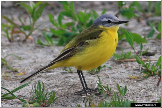 Vogels01 Gele kwikstaart<br>Omgeving Schiphol 020_0461.jpg