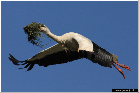 Vogels01 Ooievaar<br><br>Lelystad 040_0625.jpg