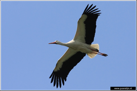 Vogels01 Ooievaar<br><br>Lelystad 050_0661.jpg