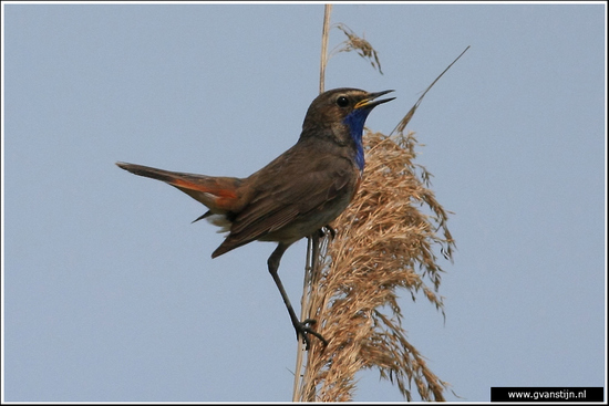 Vogels01 Blauwborst<br><br>Oostvaardersplassen 060_0704.jpg