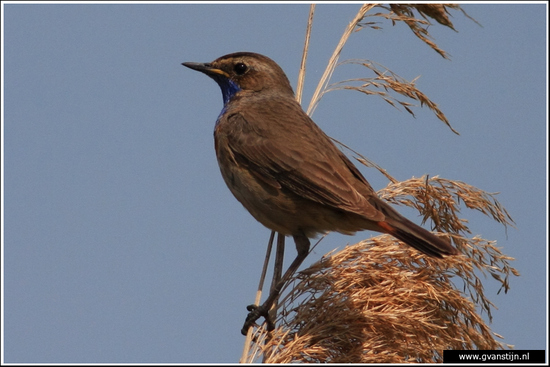 Vogels01 Blauwborst<br><br>Oostvaardersplassen 070_0718.jpg