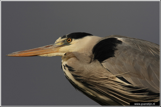 Vogels01 Blauwe reiger<br><br>Schardam 080_0756.jpg