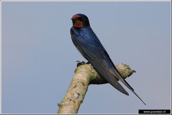 Vogels01 Boerenzwaluw<br><br>Oostvaardersplassen 100_0788.jpg