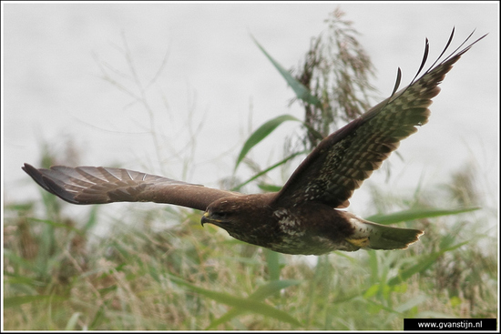 Vogels01 Buizerd<br><br>Oostvaardersplassen<br><br>Vanuit vogelhut genomen 110_0977.jpg