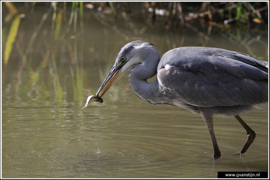 Vogels01 Blauwe reiger<br><br>Oostvaardersplassen 120_1218.jpg