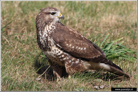 Vogels01 Buizerd<br><br>Ongelooflijk tam, kon tot op enkele meters worden benaderd<br><br>Oostvaardersplassen 130_1351.jpg