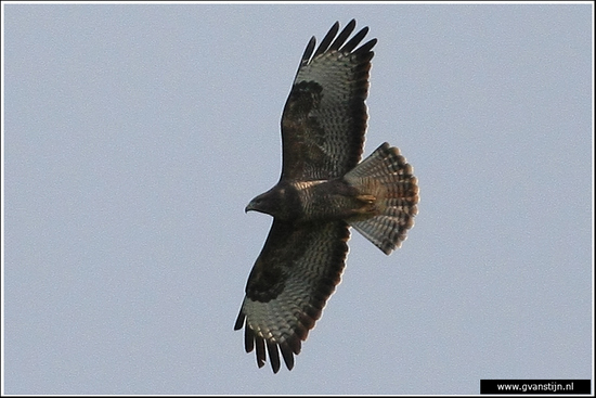 Vogels01 Buizerd<br><br>Oostvaardersplassen 140_1409.jpg