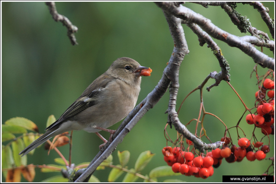 Vogels01 Vink<br><br>Achtertuin 150_2255.jpg