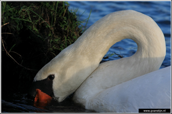 Vogels01 Wilde zwaan<br><br>Warder 160_2525.jpg