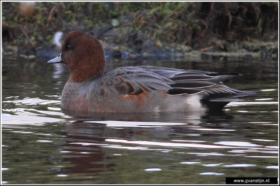 Vogels01 Smient<br><br>Warder 170_2671.jpg