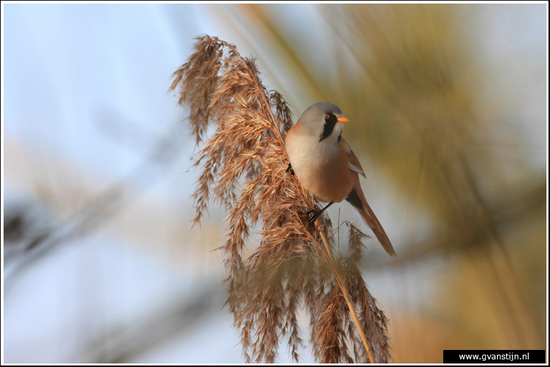 Vogels01 Baardman<br><br>Oostvaardersplassen 180_3176.jpg