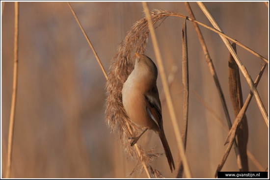 Vogels01 Baardman<br><br>Oostvaardersplassen 190_3282.jpg