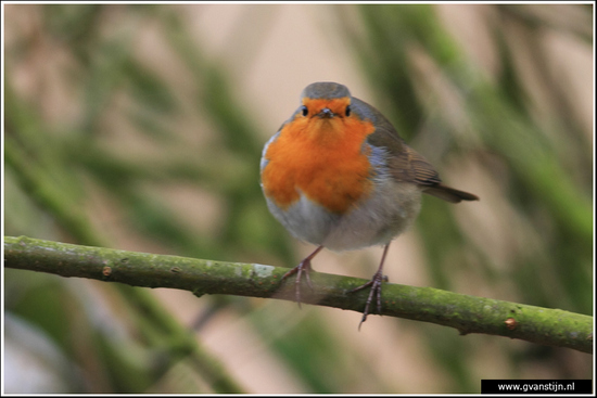 Vogels01 Roodborst<br><br>Oostvaardersplassen 210_3350.jpg