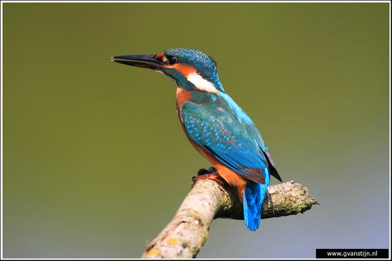 Vogels01 IjJsvogel<br><br>Oostvaardersplassen 230_3718.jpg