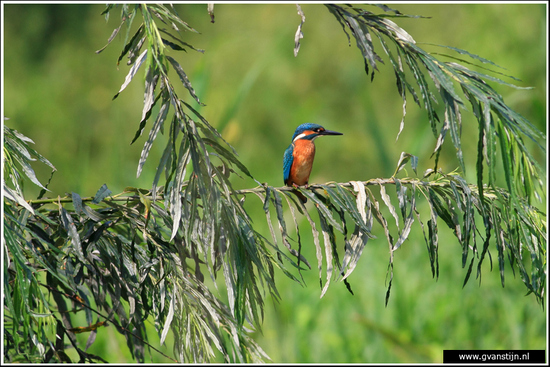 Vogels01 Ijsvogel<br>Uiteraard erg mooi om een close-up te maken maar zo in de natuurlijke omgeving is ook wel leuk<br><br>Oostvaardersplassen 240_3736.jpg