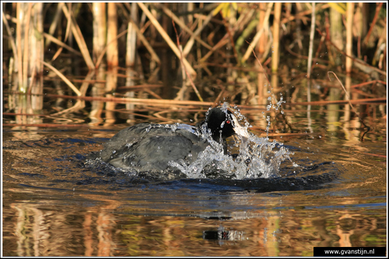 Vogels01 Meerkoet<br><br>Amsterdamse Bos 250_4293.jpg