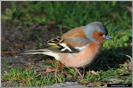 Vogels02 Vink<br><br>Oostvaardersplassen 270_4791.jpg