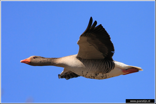 Vogels02 Wilde gans<br><br>Schellinkhout 290_5100.jpg