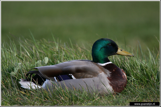 Vogels02 Wilde eeend<br><br>Warder 300_6514.jpg