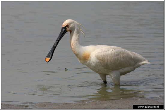 Vogels02 Lepelaar<br><br>Oostvaardersplassen 310_6578.jpg