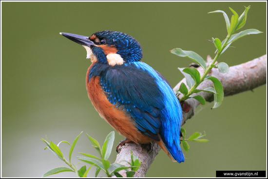 Vogels02 IJsvogel<br><br>Oostvaardersplassen 360_7801.jpg