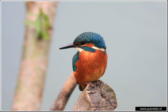 Vogels02 IJsvogel<br><br>Oostvaardersplassen 380_7912.jpg