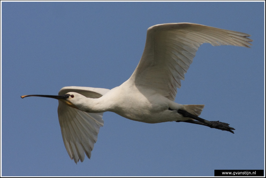 Vogels02 Lepelaar<br><br>Oostvaardersplassen 390_7957.jpg