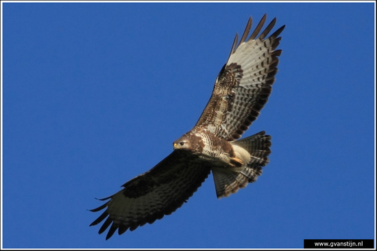 Vogels02 Buizerd<br><br>Oostvaardersplassen 400_8569.jpg