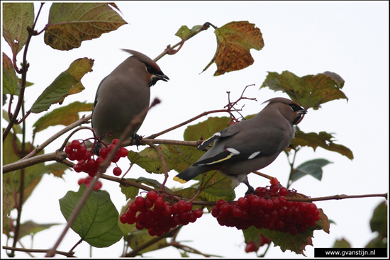 Vogels02 Pestvogel<br><br>Hoorn - Kersenboogaard 410_8678.jpg