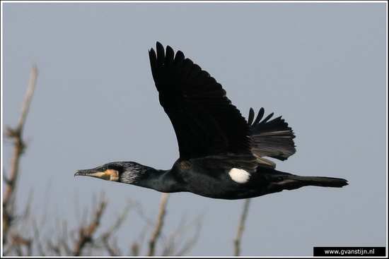 Vogels02 Aalscholver<br><br>Onderdijk 430_9100.jpg