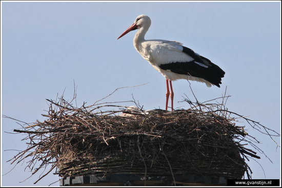 Vogels02 Ooievaar<br><br>Lelystad 440_9164.jpg