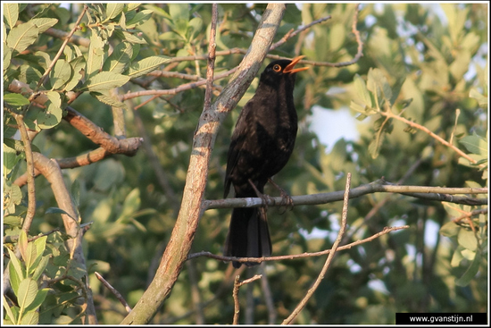 Vogels02 Zingende merel<br><br>Zwanenwater 470_9184.jpg