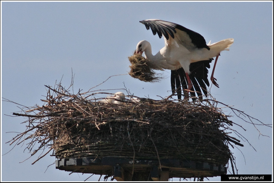 Vogels02 Ooievaar<br><br>Lelystad 480_9184.jpg