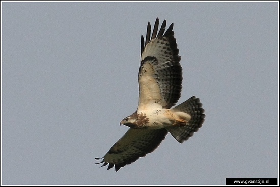 Vogels02 Buizerd 490_9240.jpg