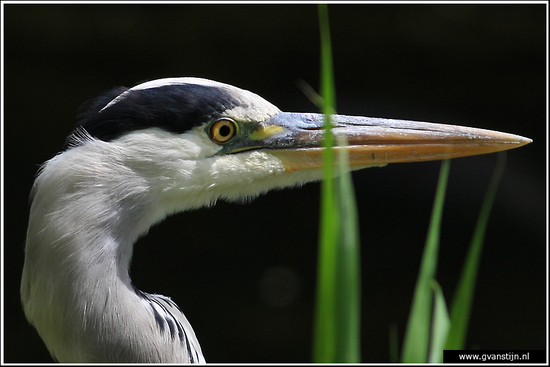 Vogels02 Blauwe reiger - close up<br><br>Amsterdamse Bos 500_9251.jpg