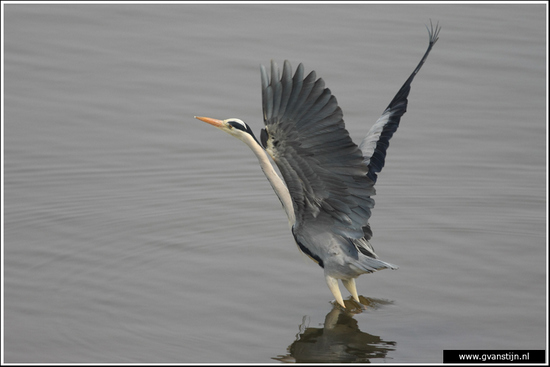 Vogels02 Blauwe reiger 520_9311.jpg