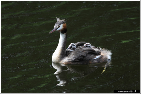 Vogels02 Fuut met jongen op de rug<br><br>Amsterdamse Bos 530_9329.jpg