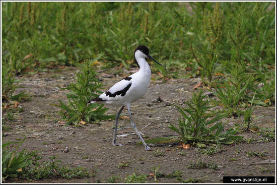 Vogels02 Kluut<br><br>Schellinkhout 550_9467.jpg