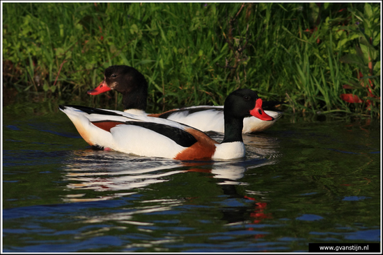 Vogels02 Bergeenden<br><br>Schellinkhout 580_9707.jpg