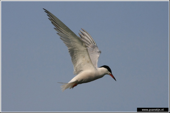 Vogels02 Biddend visdiefje<br><br>Weidevogelgebied Zeevang 600_9898.jpg