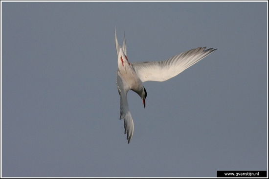 Vogels02 Duikend visdiefje<br><br>Weidevogelgebied Zeevang 610_9932.jpg