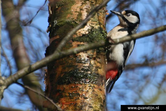 Vogels05 Bonte specht IMG_0446.jpg