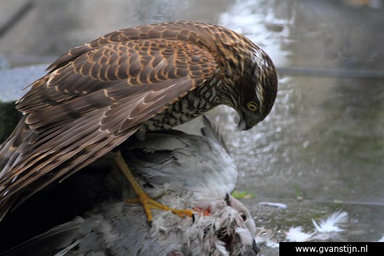 Vogels05 De tortel werd vakkundig kaalgeplukt IMG_0905.jpg