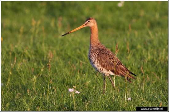 Vogels03 Grutto<br><br>Bobeldijk IMG_4843.jpg