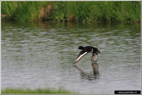 Vogels03 Kuifeend<br><br>Bobeldijk IMG_4939.jpg