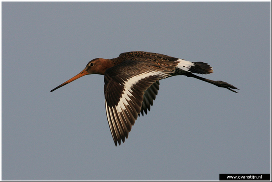 Vogels03 Grutto<br><br>Bobeldijk IMG_4994.jpg