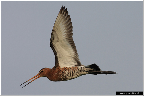 Vogels03 Grutto<br><br>Bobeldijk IMG_4996.jpg