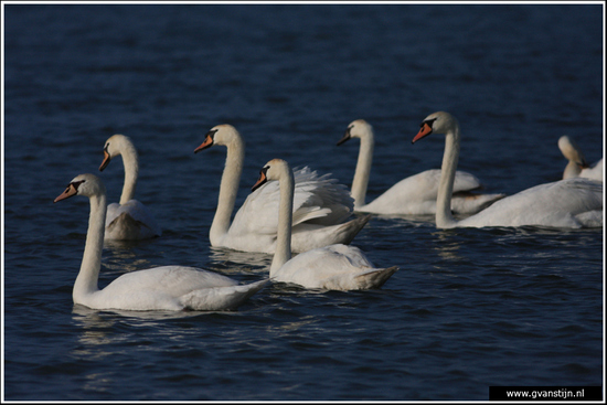 Vogels03 Wilde zwanen<br><br>Markermeer bij Schellinkhout IMG_5137.jpg