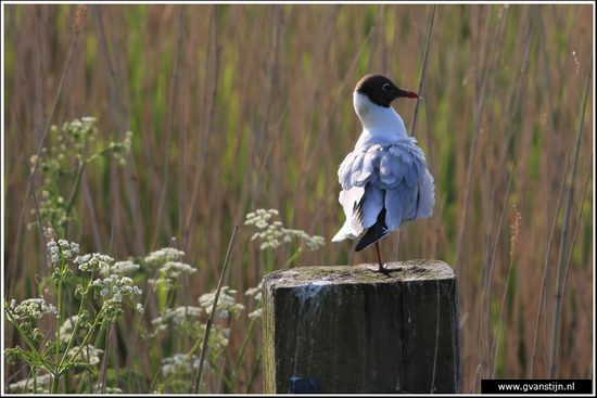 Vogels03 Meeuw<br><br>Schellinkhout IMG_5140.jpg